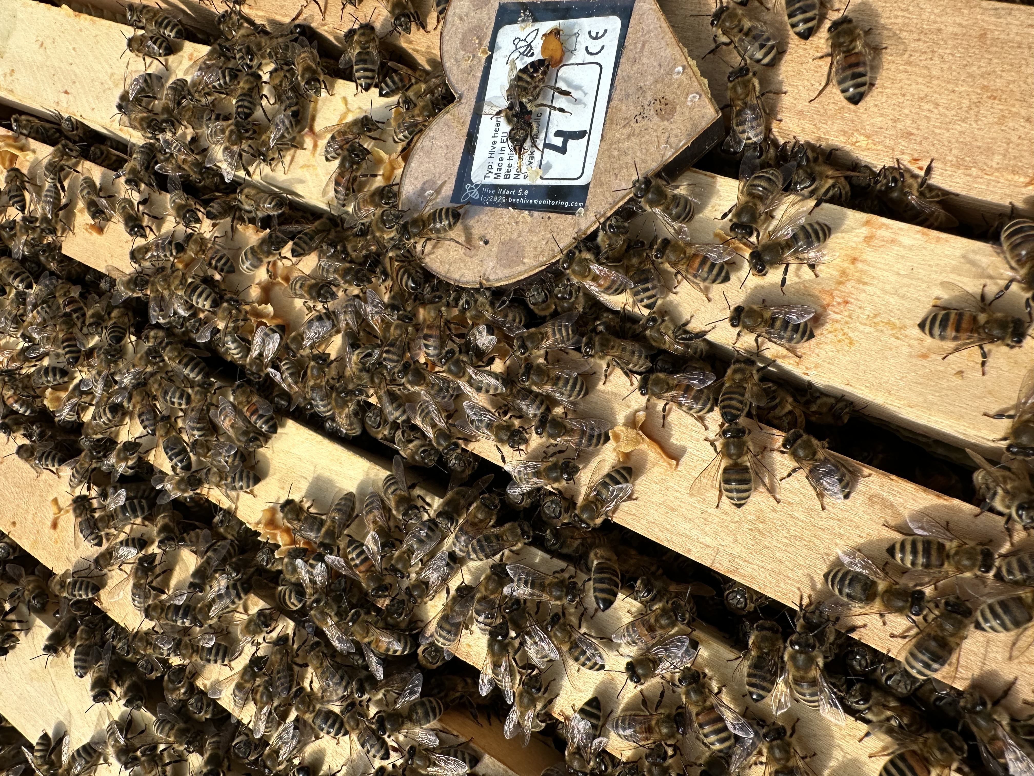 Nahaufnahme Bienen auf Rähmchen