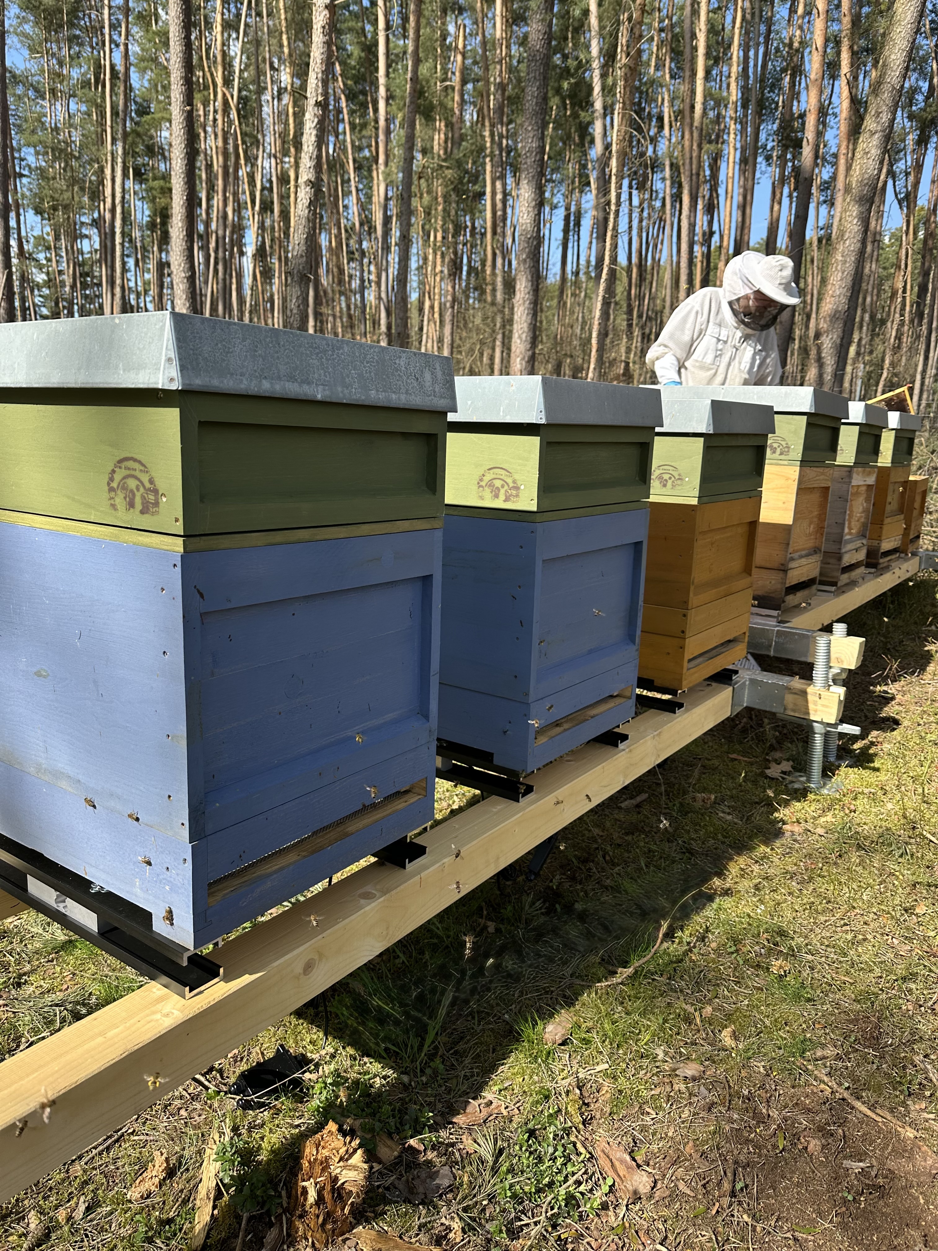 Reihe bunter Bienenbeuten im Wald mit Imker