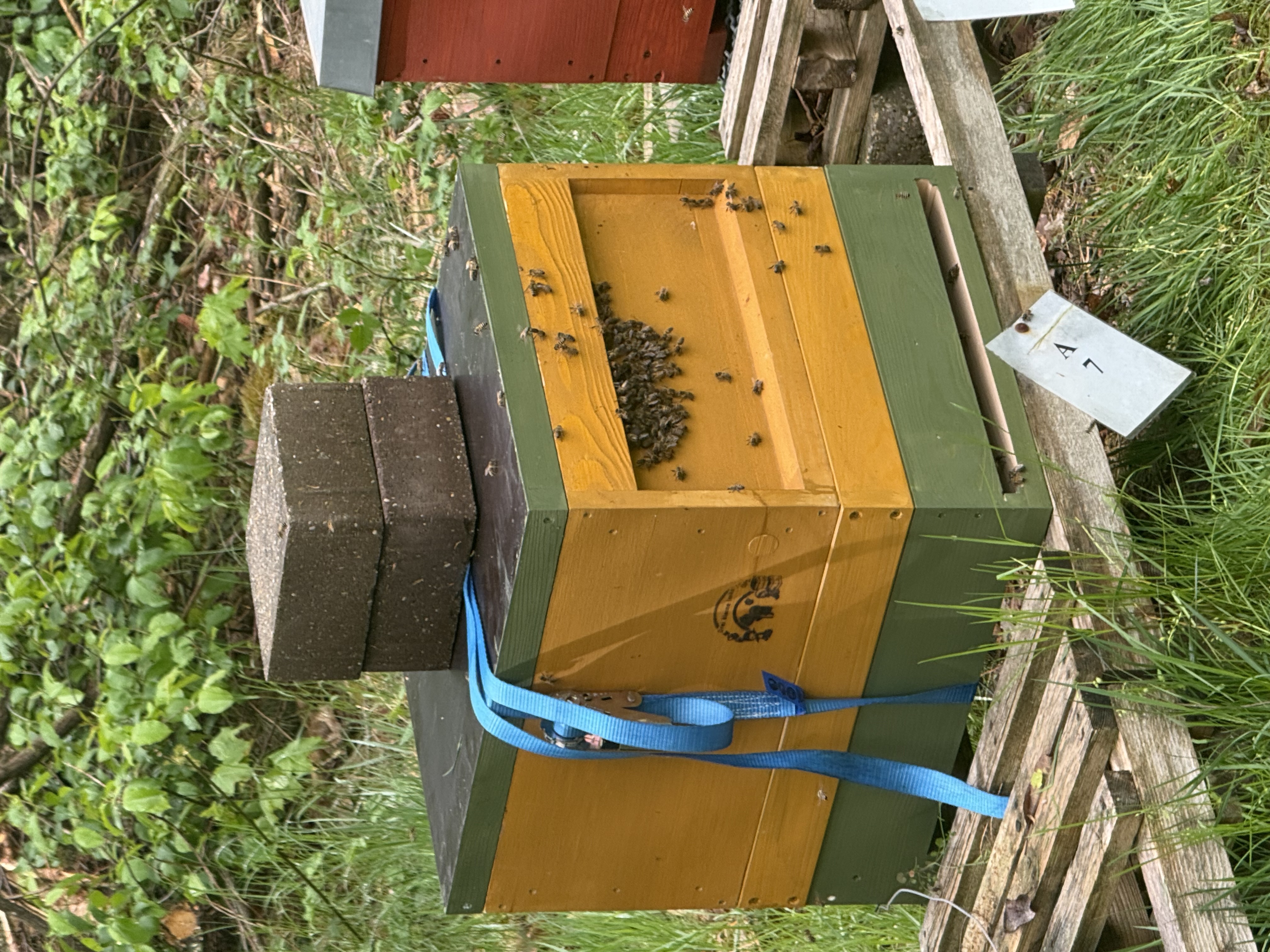 Eingefangener Bienenschwarm in gelb-grüner Kiste, gesichert mit Spanngurt und Steinen